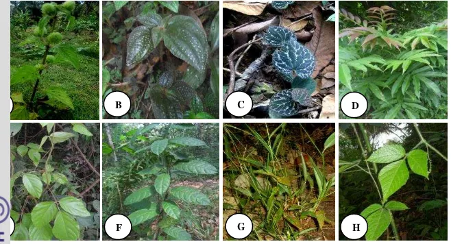 Gambar 1 Morfologi tumbuhan obat yang diteliti. (A) H. capitata Jacq., (B) S. obliqua Korth., (C)                                 P