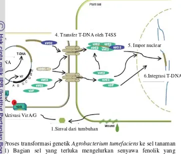 Gambar 1  Proses transformasi genetik Agrobacterium tumefaciens ke sel tanaman 1) Bagian sel yang terluka mengelurkan senyawa fenolik yang ditangkap oleh Vir A 2) Vir A mengaktifkan Vir G yang mengaktivasi gen gen Vir lainnya 3) Sintesis T-DNA dan ekspresi gen vir di Agrobacterium 4) T-DNA dan protein Vir ditransfer ke sel tanaman melalui bakteri T4SS (type IV secretion system) untuk membentuk kompleks protein T-DNA 5) kompleks T-DNA ditransfer ke nucleus sel tanaman 6) T-DNA terintegrasi kedalam kromosom (Pitzschke dan Hirt 2010)       
