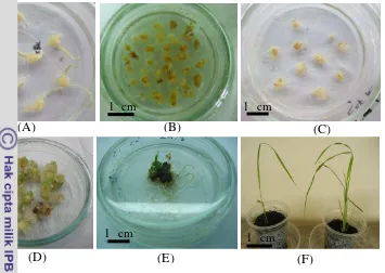 Gambar 3  Tahapan transformasi genetik padi Indica cv. Kasalath. (A)= Induksi kalus embrionik dari biji matang, (B)= Kalus di media seleksi nN6CH50, (C)= Kokultivasi, (D)= Titik-titik hijau calon tunas muncul dari kalus (umur 2 minggu di media regenerasi), (E)= Planlet padi umur  4 minggu di media regenerasi, (F)= Aklimatisasi tanaman Kasalath transgenik putatif yang mengandung gen MmCu/Zn-SOD 