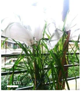 Gambar 6 Analisis resistensi tanaman padi cv Kasalath pada media MS0H50 