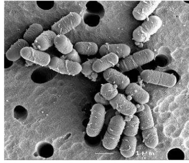 Gambar 1 Scaning Electron Micrograph dari L. plantarum WCFS1 