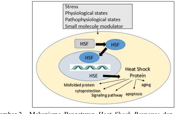 Gambar 2  Mekanisme Pengaturan Heat Shock Response dan HSF-1 