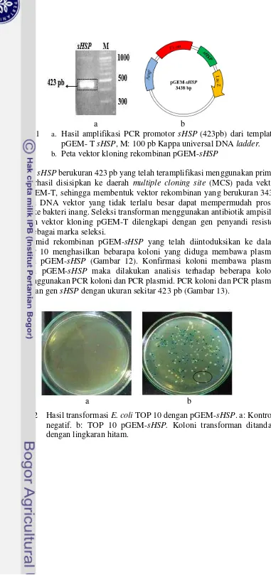 Gambar  11 a. Hasil amplifikasi PCR promotor sHSP (423pb) dari template pGEM- T sHSP, M: 100 pb Kappa universal DNA ladder