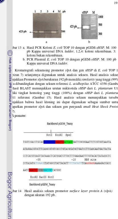 Gambar 13 a. Hasil PCR Koloni E. coli TOP 10 dengan pGEM-sHSP. M: 100 