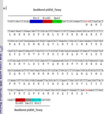 Gambar 15 Hasil analisis sekuensing gen penyandi small Heat Shock Protein (sHSP) dengan ukuran 423 pb