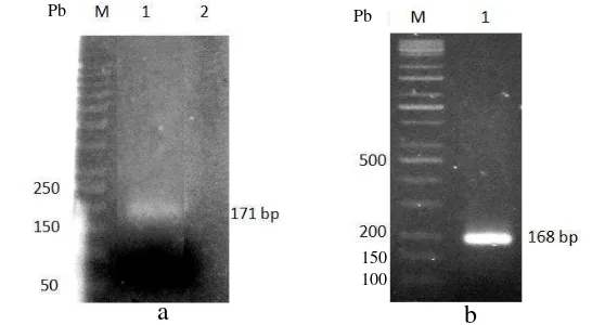 Gambar 10 Hasil amplifikasi fusi gen E dan F dari cetakan cDNA  L. lactis 