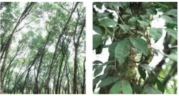 Gambar 1. Pohon Karet 