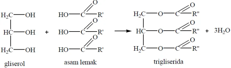 Gambar 3. Proses Pembentukan Trigliserida (Singarimbun, 2016). 