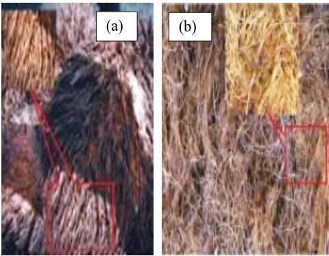 Figure 2.2: (a) Oil palm empty fruit bunch and (b) Oil palm empty fruit bunch ﬁbers (Azman Hassan et al., 2010)  