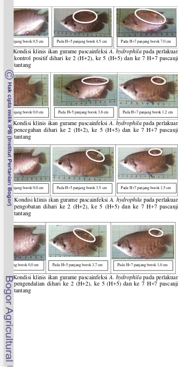 Gambar 5. Kondisi klinis ikan gurame pascainfeksi A. hydrophila pada perlakuan 