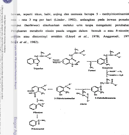Gambar 2. Biosintesis niasin dari triptofan ( S h e r :  Schumm, 1993) 