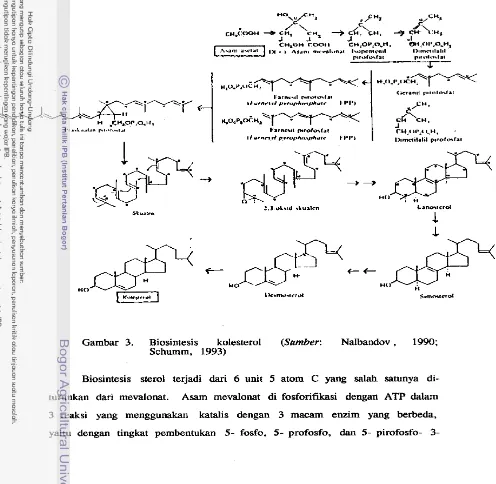 Gambar 3. Biosintesis 