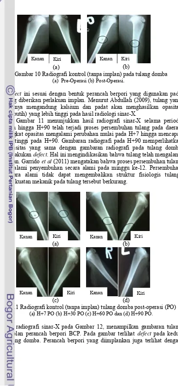 Gambar 10 Radiografi kontrol (tanpa implan) pada tulang domba  