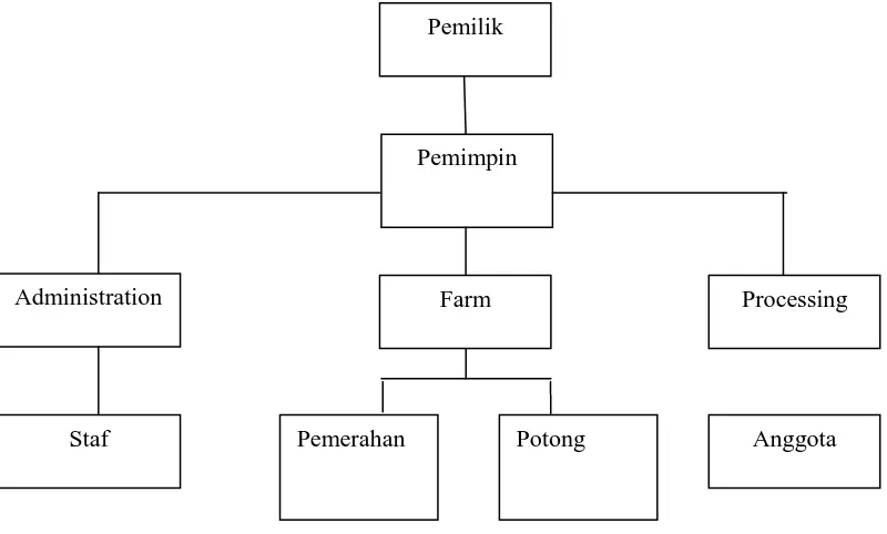 Gambar 4.1 Struktur Organisasi PT. Putra Indo Mandiri Sejahtera 