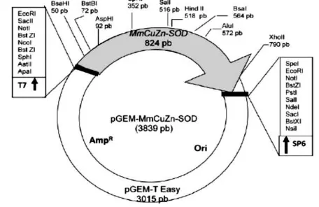 Gambar 1. Peta plasmid pGEM-MmCuZn SOD (3839 bp) yang terdiri dari 