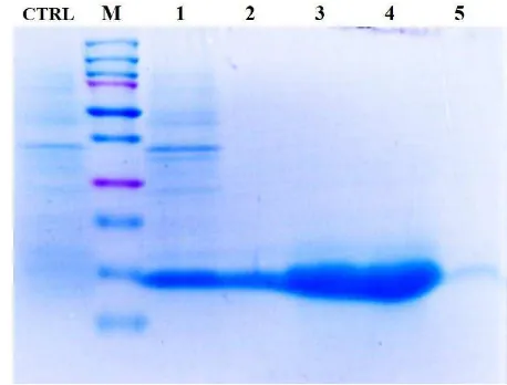 Gambar 9. Analisis SDS-PAGE protein rekombinan MmCuZnSOD hasil 
