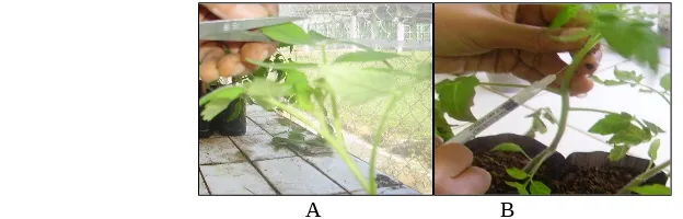 Gambar 1. Metode inokulasi Cmm A. pemotongan daun secara miring jarak 0,5 dan  2 cm dari  ba-tang dan B