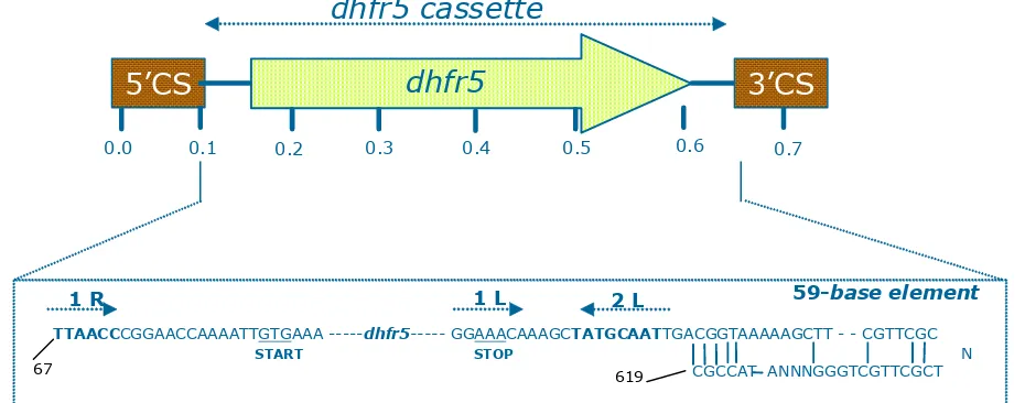 Figure 3  Characterization of gene cassette structure (dhfr5gene) which is integrated in the class 1 integron FC12A
