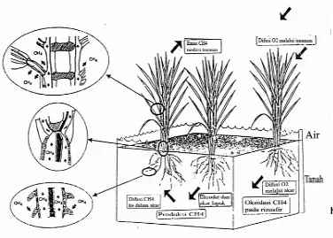 Gambar 2.2. Skema dinamika produksi dan emisi metana pada tanah sawah (Wasmann dan Aulakh,2000) 
