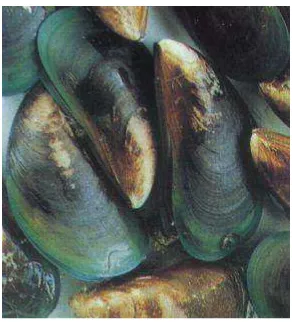 Gambar 2. Kerang hijau (Perna viridis) 