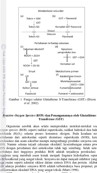 Gambar 1  Fungsi seluler Glutathione S-Transferase (GST) (Dixon 