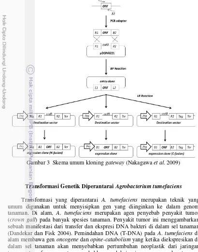 Gambar 3  Skema umum kloning gateway (Nakagawa et al. 2009) 