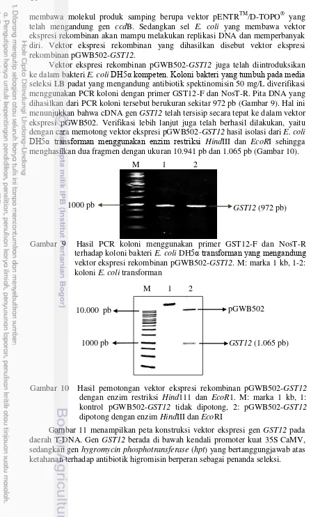 Gambar 10  Hasil pemotongan vektor ekspresi rekombinan pGWB502-GST12 