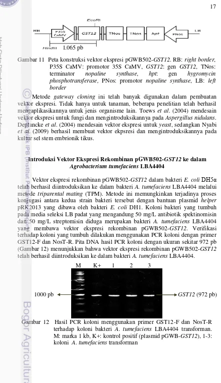 Gambar 12  Hasil PCR koloni menggunakan primer GST12-F dan NosT-R  terhadap koloni bakteri A