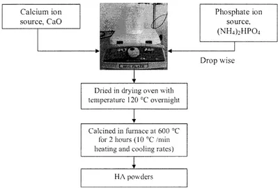 Figure 2. Development of porous ceramic (A) 10 mm cellulose sponge (B) Dried cellulose sponge after soaked in HA slmTy (C) Porous ceramic after sintering