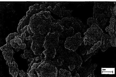 Figure 7. SEM image ofhydroxyapatite powder derived from eggshell waste. 