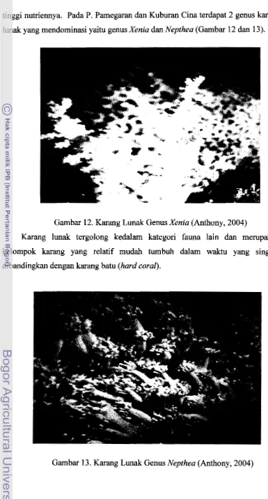 Gambar 12. Karang Lunak Genus Xenia (Anthony, 2004) 