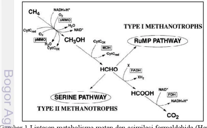 Gambar 1 Lintasan metabolisme metan dan asimilasi formaldehida (Hanson & 