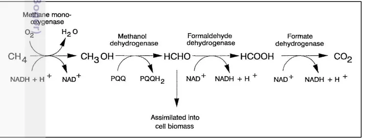Gambar 2 Lintasan oksidasi metan oleh metanotrof (Murrel 1994) 