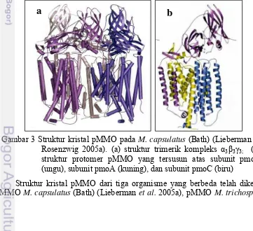 Gambar 3 Struktur kristal pMMO pada M. capsulatus (Bath) (Lieberman & 