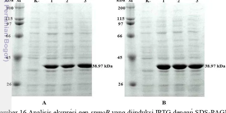 Gambar 16 Analisis ekspresi gen A