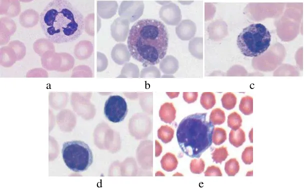 Gambar 2.  Diferensiasi Sel Darah Putih (Leukosit) Mencit (Mus musculus) a. Neutrofil  b
