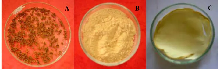 Gambar 4. PHA hasil kultivasi. (A) hasil ekstraksi setelah dikeringkan, (B) setelah dihaluskan, dan (C) setelah pemurnian  