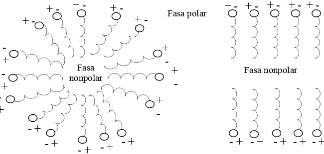 Gambar 4. Struktur misela fosfolipid (Gurr dan James, 1971) 