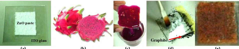 Figure 1: Preparation of the Dye Sensitized Solar Cell, (a) ZnO electrode preparation, (b) Fresh dragon fruit, (c) ZnO electrode coated with  
