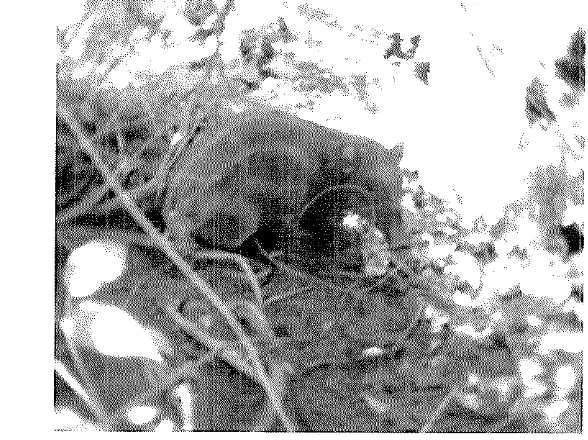 Gambar 2 Anak babi hutan sulawesi, terlihat garis-garis kekuningan di sepanjang 