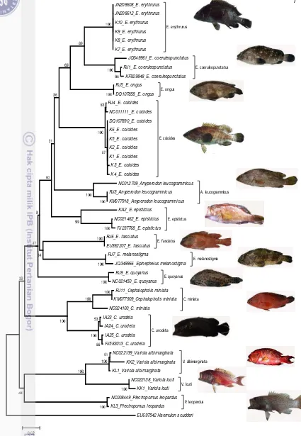 Figure 2 Neighbour-joining tree based on the CO1 nucleotide sequences of the grouper 