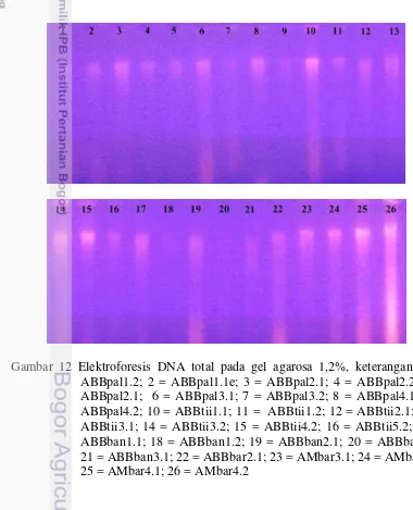 Gambar 12 Elektroforesis DNA total pada gel agarosa 1,2%, keterangan: 1 = 