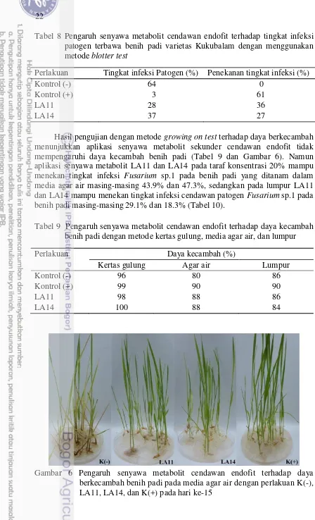 Gambar 6 Pengaruh senyawa metabolit cendawan endofit terhadap daya berkecambah benih padi pada media agar air dengan perlakuan K(-), LA11, LA14, dan K(+) pada hari ke-15 