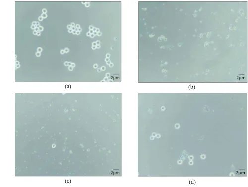 Figure 4 Cytotoxicity effect of bacterial extract of sponge associated bacteria on MOLT4 cell line