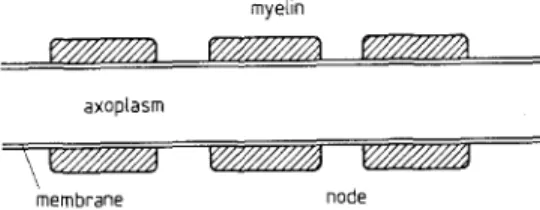 Fig.  1.  A  myelinated nerve  axon 