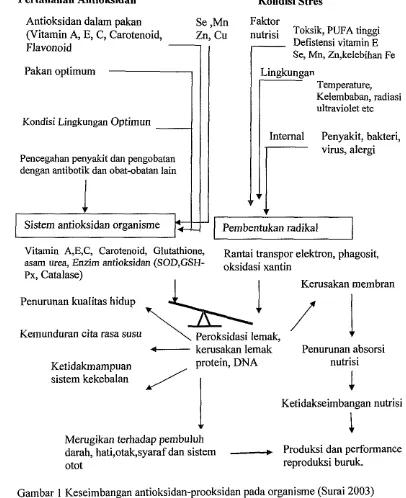 Gambar 1 Keseimbangan antioksidan-prooksidan pada organisme (Surai 2003) 