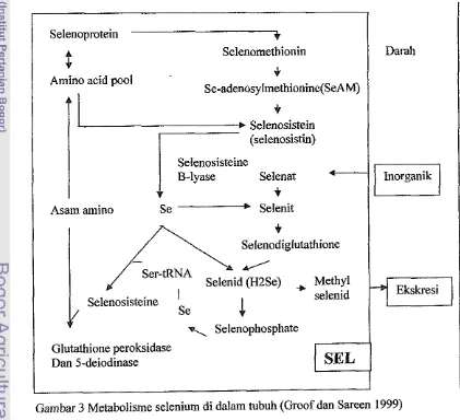 Gambar 3. Selenoprotein t C Selenomethionin I + Darah + 