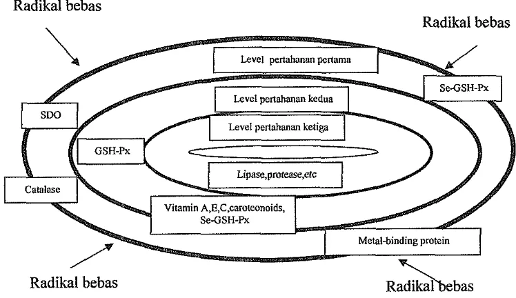 Gambar 4 Level pertahanan antioksidan didalam sel (Surai 2000) 