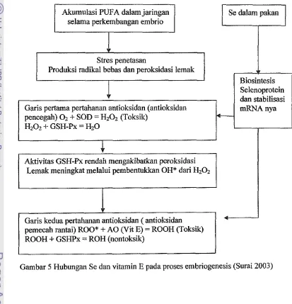 Gambar 5 Hubungan Se dan vitamin E pada proses embriogenesis (Surai 2003) 