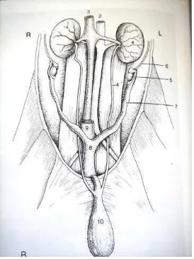 Gambar 1  Sistem reproduksi kucing betina secara ventral. 1. M. psoas; 2. aorta; 3. vena cava caudal; 4,4’